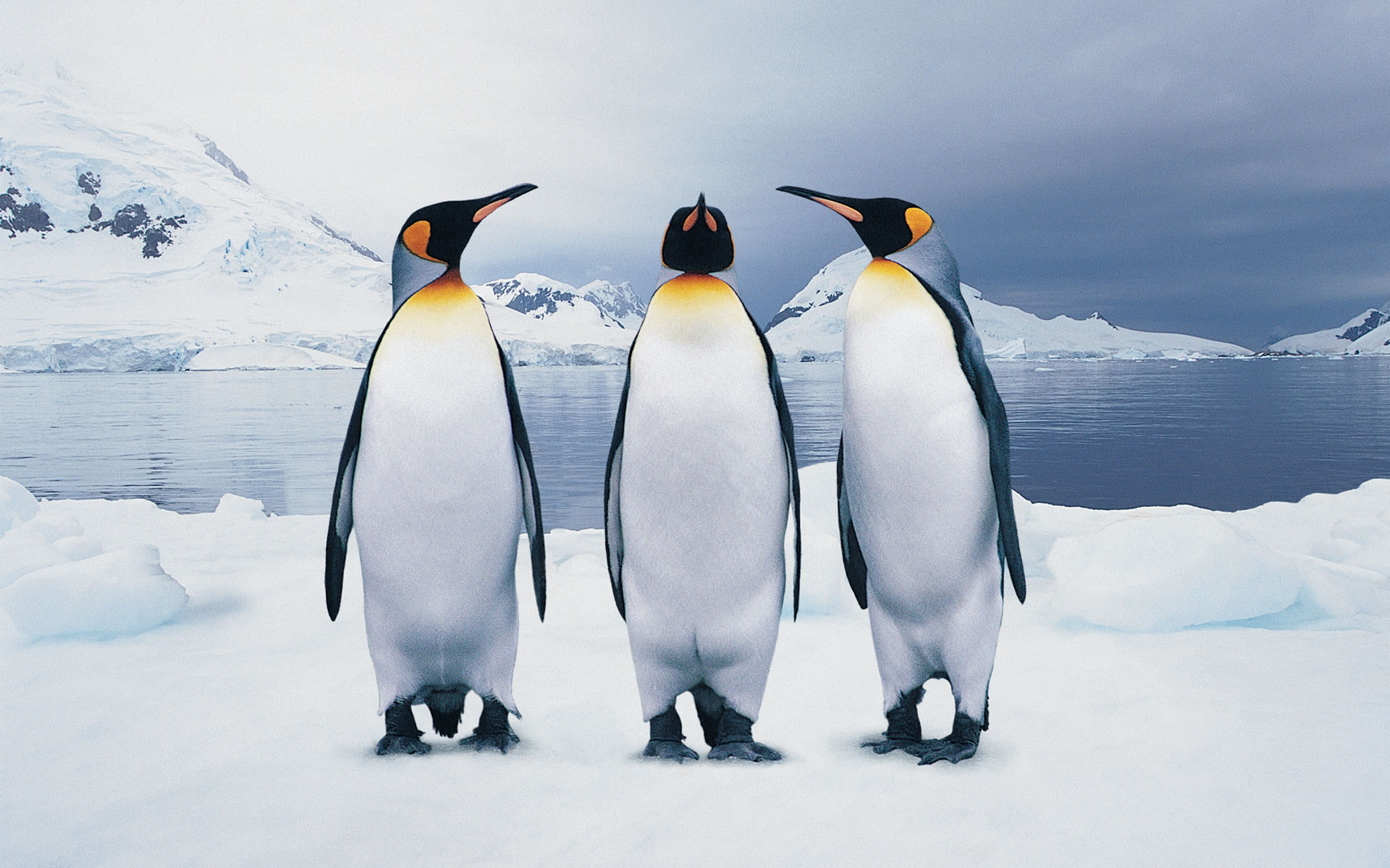 3-funny-penguins