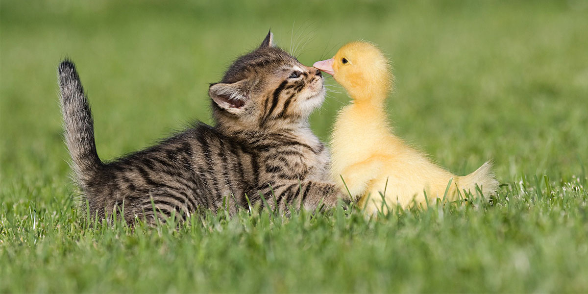 Duck-and-Cat-l