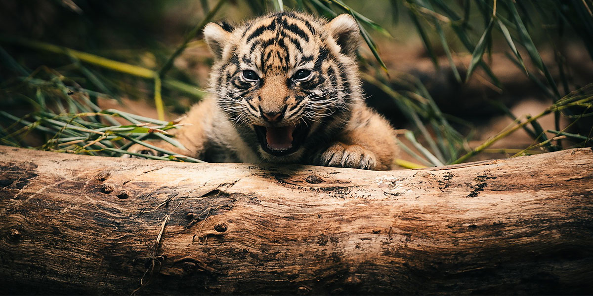 Tiger-cub-l